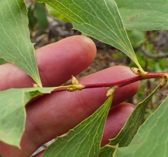 Hakea undulata