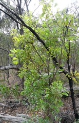 Hakea undulata
