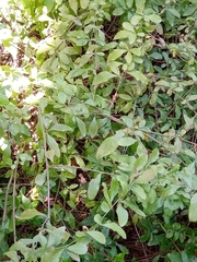 Plumbago auriculata