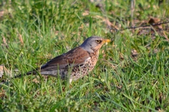 Turdus pilaris