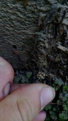 Hydrocotyle elongata