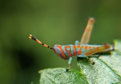 Pirithoicus ophthalmicus