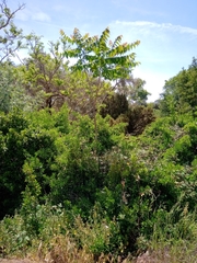 Ailanthus altissima
