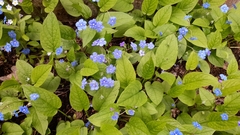 Omphalodes