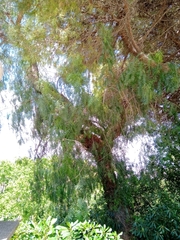 Schinus molle