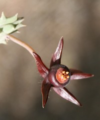 Duvalia caespitosa caespitosa