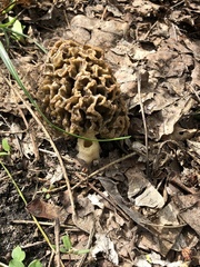 Morchella esculenta
