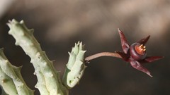 Duvalia caespitosa caespitosa