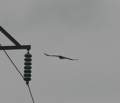 Buteo jamaicensis