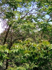 Ailanthus altissima