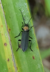 Oxycopis notoxoides