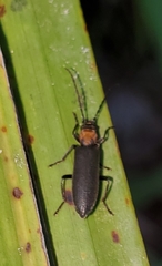 Oxycopis notoxoides
