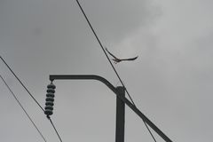 Buteo jamaicensis