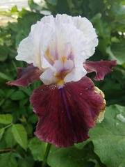 Iris