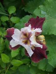 Iris