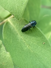 Agrilinae