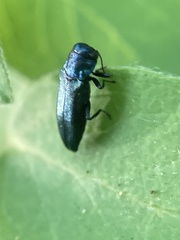 Agrilinae