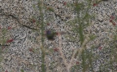 Calypte costae