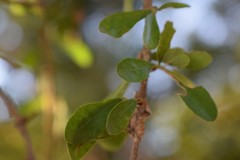 Sideroxylon obtusifolium