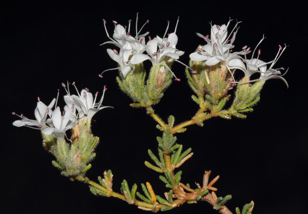 Frankenia setosa
