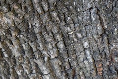 Sideroxylon obtusifolium