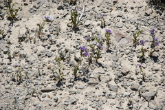 Phacelia corrugata