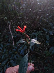 Aphelandra longiflora