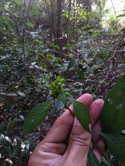 Aphelandra longiflora