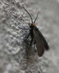 Cauchas rufifrontella