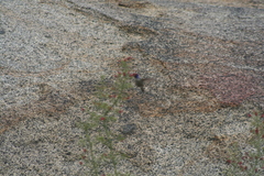 Calypte costae