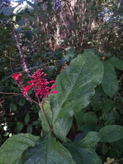 Odontonema cuspidatum