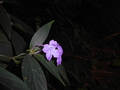 Ruellia jussieuoides