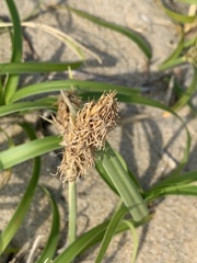 Carex hirta