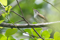 Phylloscopus tenellipes