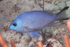 Blue Hamlet photo 3