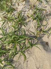 Carex hirta