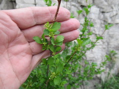 Ribes diacanthum