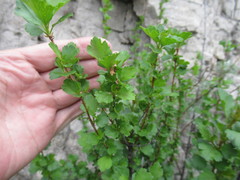 Ribes diacanthum