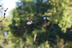Trichonephila sexpunctata