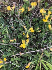 Lotus corniculatus
