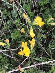 Lotus corniculatus