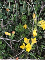 Lotus corniculatus