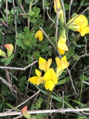 Lotus corniculatus