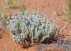 Dicrastylis lewellinii