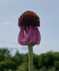 Echinacea atrorubens