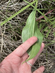 Echinacea atrorubens