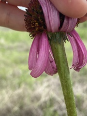Echinacea atrorubens