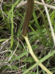 Echinacea atrorubens