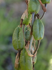 Drimia