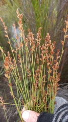Platycaulos callistachyus
